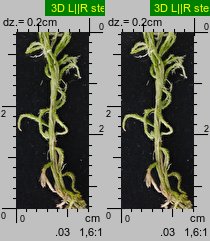 Sphagnum fallax (torfowiec kończysty)