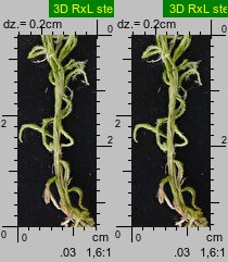 Sphagnum fallax (torfowiec kończysty)