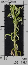 Sphagnum fallax (torfowiec kończysty)