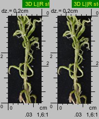 Sphagnum fallax (torfowiec kończysty)