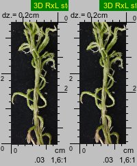 Sphagnum fallax (torfowiec kończysty)