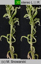 Sphagnum fallax (torfowiec kończysty)