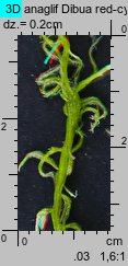 Sphagnum fallax (torfowiec kończysty)
