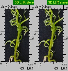 Sphagnum fallax (torfowiec kończysty)
