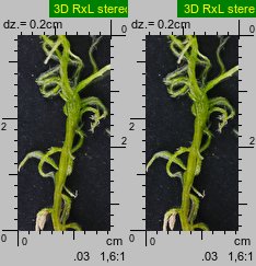 Sphagnum fallax (torfowiec kończysty)