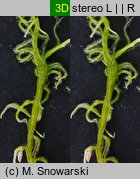 Sphagnum fallax (torfowiec kończysty)