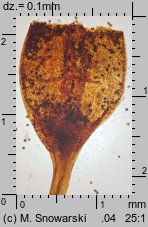 Physcomitrium pyriforme (czarecznik gruszkowaty)