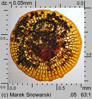 Physcomitrium pyriforme (czarecznik gruszkowaty)