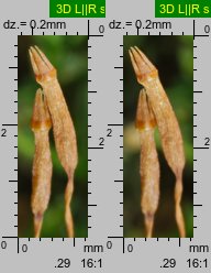Tetraphis pellucida (czteroząb przeźroczysty)