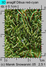 Tetraphis pellucida (czteroząb przeźroczysty)