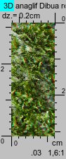 Tetraphis pellucida (czteroząb przeźroczysty)