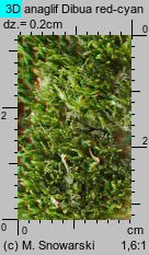 Tetraphis pellucida (czteroząb przeźroczysty)
