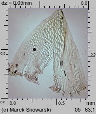 Sphagnum fallax (torfowiec kończysty)