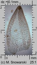 Sphagnum magellanicum (torfowiec magellański)