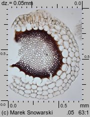 Sphagnum magellanicum (torfowiec magellański)