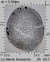 Sphagnum fallax (torfowiec kończysty)