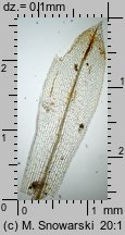 Physcomitrium pyriforme (czarecznik gruszkowaty)