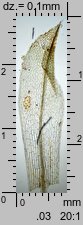 Physcomitrium pyriforme (czarecznik gruszkowaty)