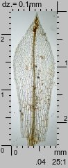 Physcomitrium pyriforme (czarecznik gruszkowaty)