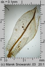 Physcomitrium pyriforme (czarecznik gruszkowaty)