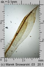 Physcomitrium pyriforme (czarecznik gruszkowaty)