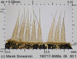 Plagiothecium laetum (dwustronek jasny)