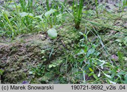 Pellia neesiana (pleszanka płaska)