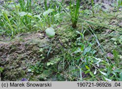 Blasia pusilla (otruszyn drobny)