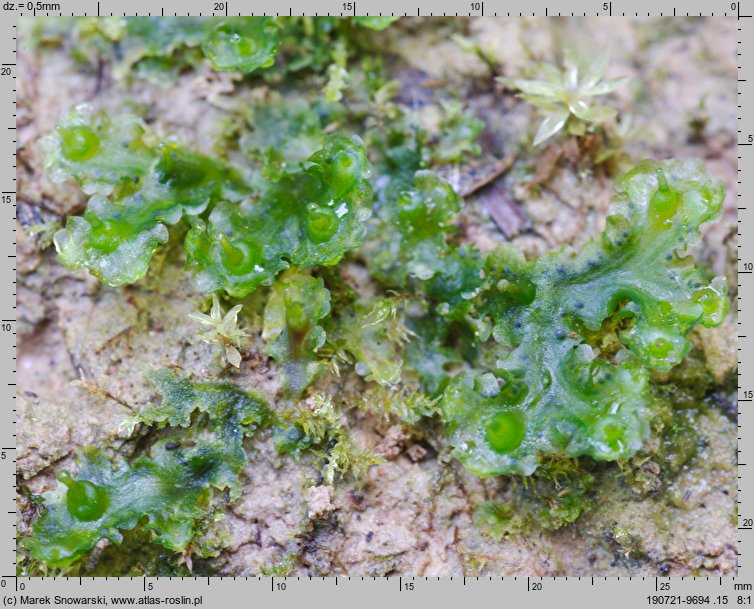 Blasia pusilla (otruszyn drobny)