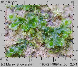 Blasia pusilla (otruszyn drobny)