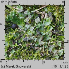 Marchantia polymorpha ssp. ruderalis (porostnica wielokształtna)