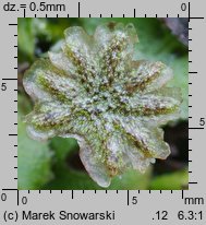 Marchantia polymorpha ssp. ruderalis (porostnica wielokształtna)