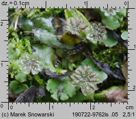 Marchantia polymorpha ssp. ruderalis (porostnica wielokształtna)