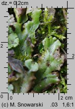 Marchantia polymorpha ssp. ruderalis (porostnica wielokształtna)