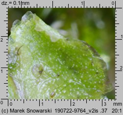 Marchantia polymorpha ssp. ruderalis (porostnica wielokształtna)