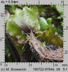 Marchantia polymorpha ssp. ruderalis (porostnica wielokształtna)