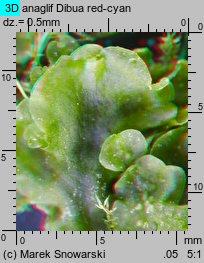 Pellia neesiana (pleszanka płaska)
