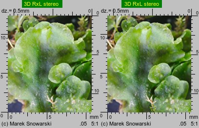Pellia neesiana (pleszanka płaska)