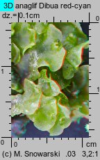 Pellia neesiana (pleszanka płaska)