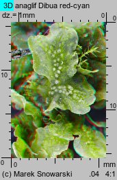 Pellia neesiana (pleszanka płaska)