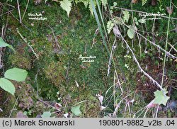 Pogonatum aloides (płonniczek aloesowaty)