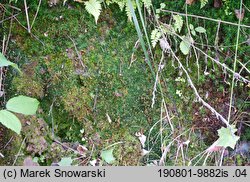 Pogonatum aloides (płonniczek aloesowaty)