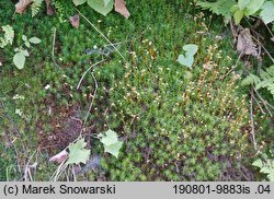 Polytrichastrum formosum (złotowłos strojny)