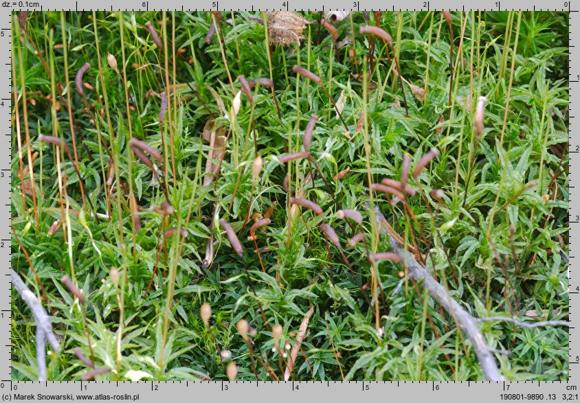 Atrichum undulatum (żurawiec falisty)