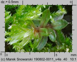 Bryum pseudotriquetrum (prątnik nabrzmiały)