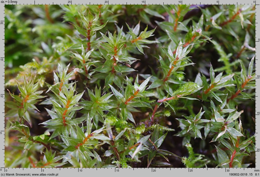 Bryum pseudotriquetrum (prątnik nabrzmiały)