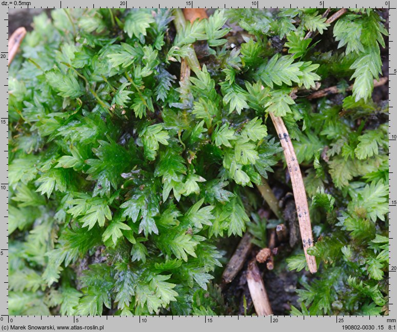 Fissidens taxifolius (skrzydlik cisolistny)