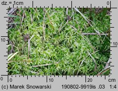 Sphagnum palustre (torfowiec błotny)