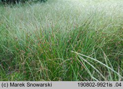 Sphagnum palustre (torfowiec błotny)