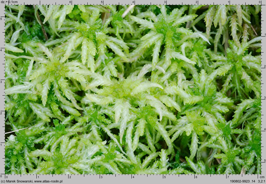 Sphagnum palustre (torfowiec błotny)